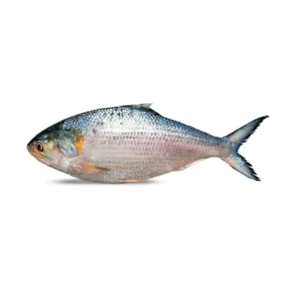 FISH