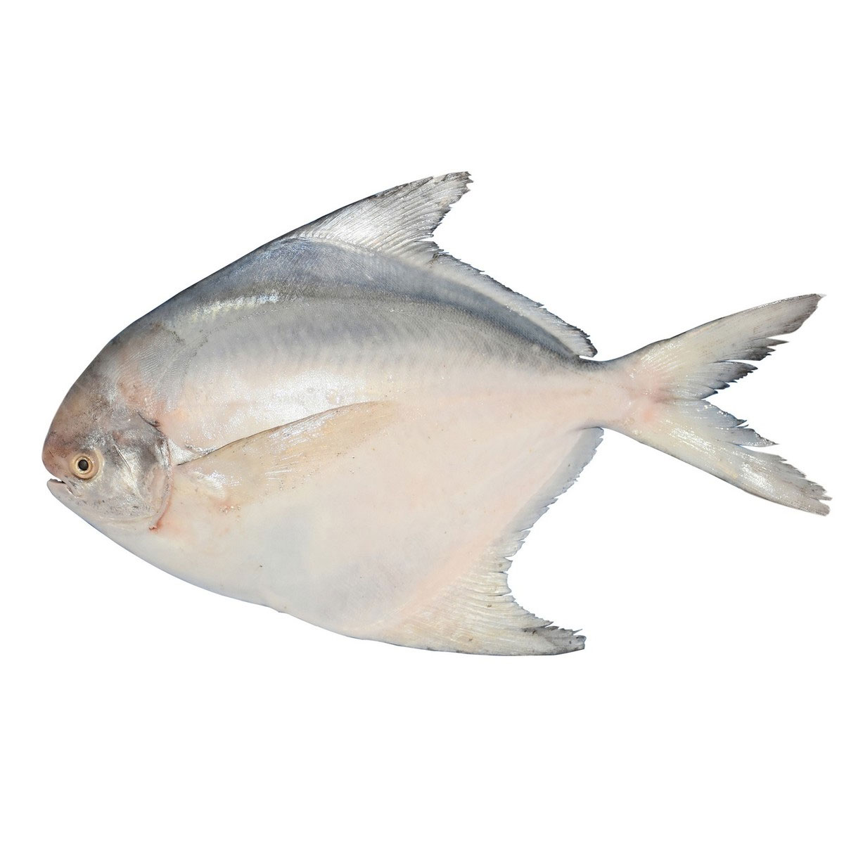 Pomfret 6 8Pcs Per Kg Fresh Fish Egg Fish Meat Daily pomfret-6-8pcs-per-kg-fresh-fish-egg-fish-meat-daily