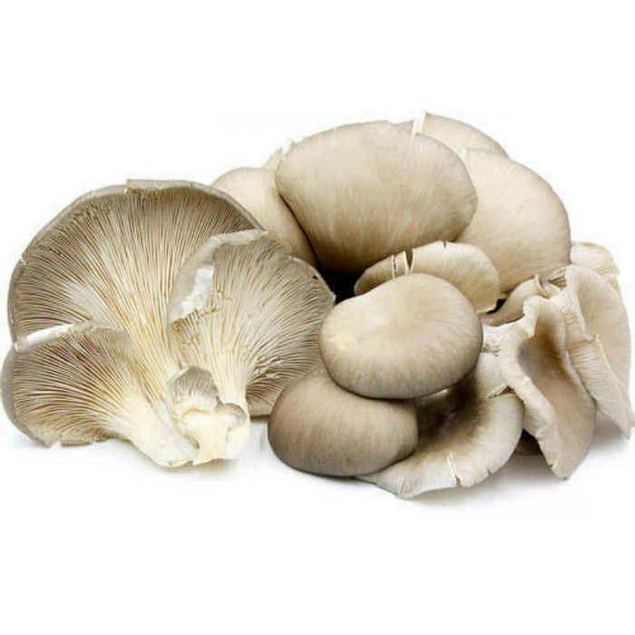 Organic Oyester Mushroom