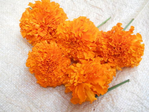 Marigold (Orange)