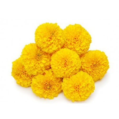Marigold (Yellow)