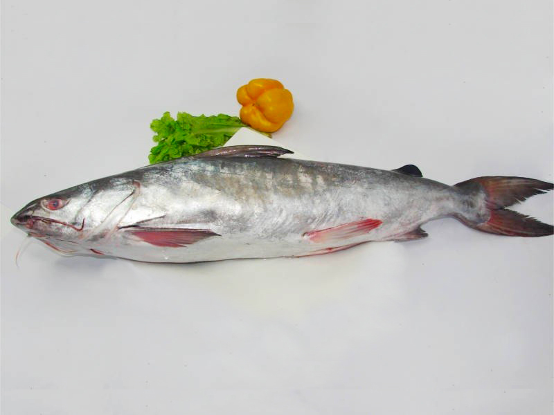 Sea Ritha Fish. (From 4 - 5kg)