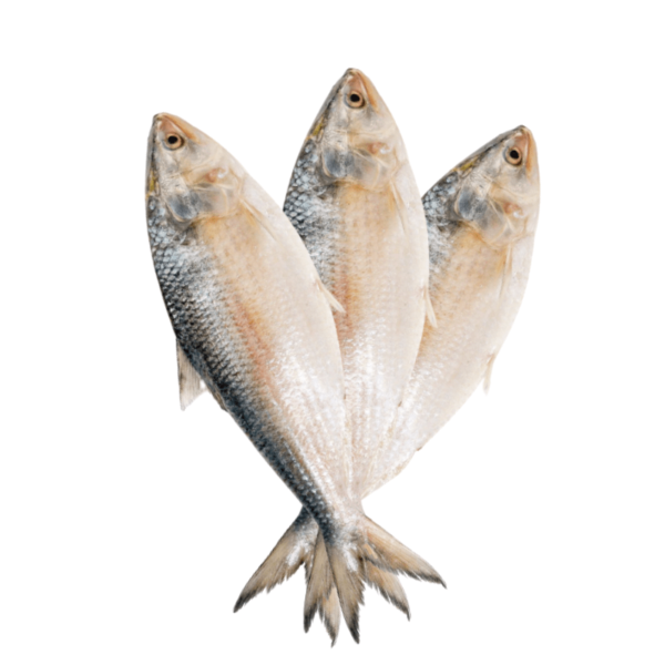 Hilsa/ Ilish Fish (Gross Weight 300 - 400Gm).