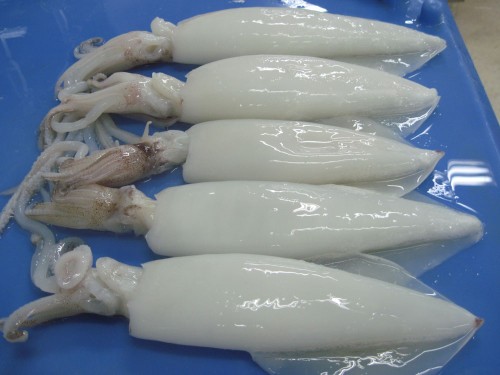 Squid Fish
